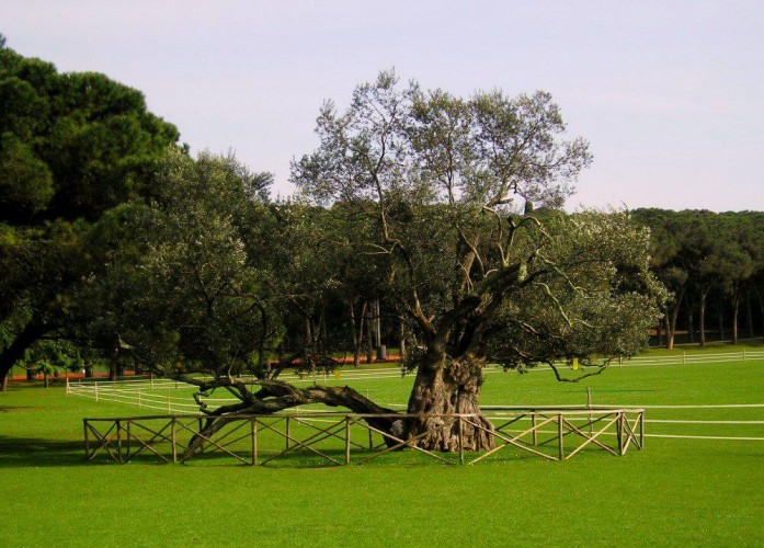 Olive Tree, Brijuni