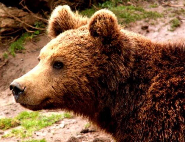 Kuterevo, Shelter for Bears